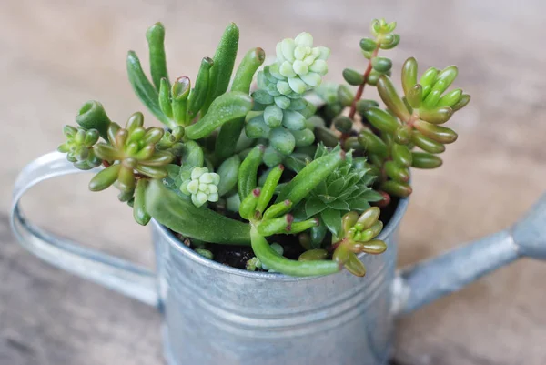 Mélanger la variété de fleurs succulentes dans arrosoir. Panneau en bois rustique . — Photo