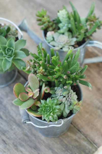 Caldaia decorativa Mescolare varietà di fiori succulenti in Vaso piante in giardino. bordo di legno rustico . — Foto Stock