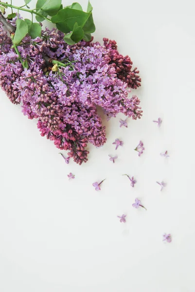 Lilalc mor çiçek buketi kapatın. bahar zamanı Flwoers. Isoalted kopya alanı beyaz zemin üzerine.