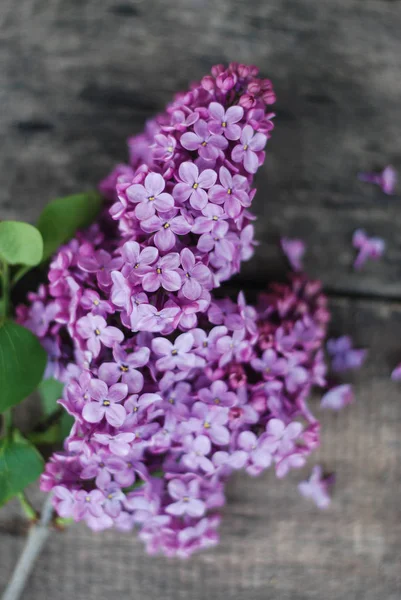 Flores de primavera. Flores lila púrpura Marco sobre fondo de madera gris texturizado rústico. Vista superior, plano — Foto de Stock