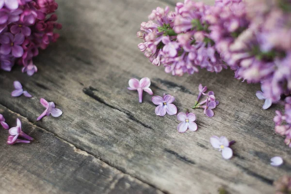 Tavaszi virágok. Lila lila virágok keret rusztikus szerkezetű szürke fa háttér. Felülnézet, lapos laikus — Stock Fotó