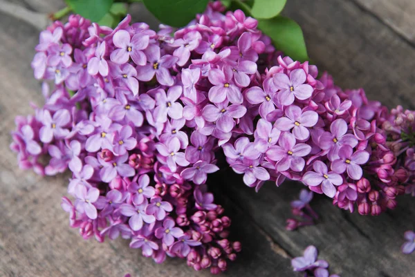 Flores de primavera. Flores lila púrpura Marco sobre fondo de madera gris texturizado rústico. Vista superior, plano — Foto de Stock
