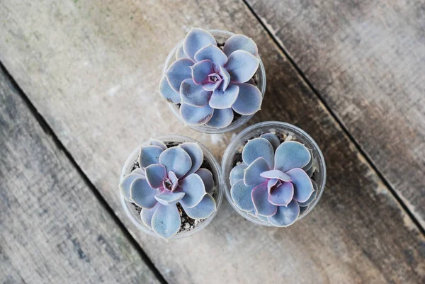 Varietà di piante succulente in vaso Graptoveria Titubanti Fondo in legno rustico isoalted — Foto Stock