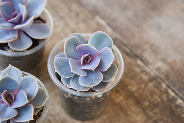 다양 한 화분 Succulents 공장 Graptoveria Titubans 소박한 나무 배경 isoalted — 스톡 사진