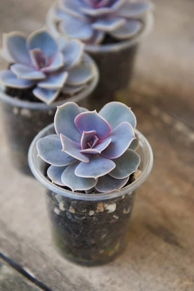 ความหลากหลายของพืชซัคคิวเลนหม้อ Graptoveria Titubans พื้นหลังไม้ชนบท — ภาพถ่ายสต็อก