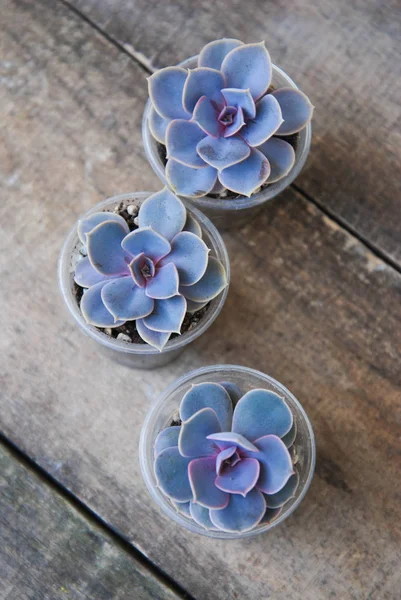 Variedad de plantas suculentas en maceta Graptoveria Titubans rústico fondo de madera isoalted — Foto de Stock