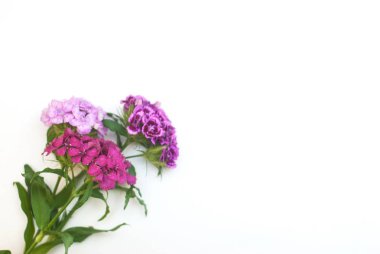Pink Carnation Flower Isoalted on White Bouquet. Floristic Arrangement Greetin Card clipart