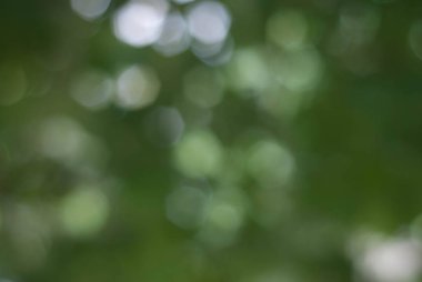 Yeşil Defocused doğal arka plan, parkından odak yeşil ağaçlar Brunch Bokeh yaz