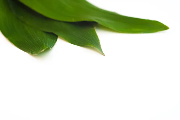 Kukoricalevél elatior hitvilágra leafe. Dekoratív leafe elszigetelt. Fehér háttér. Virágos botanika — Stock Fotó