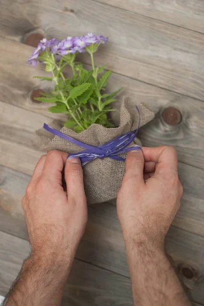 Men\'s Hands Tie Purple Bow on Flower Pot with Little Purple Flowers decorated with Burlap Fabric. Wooden Rustic Background.