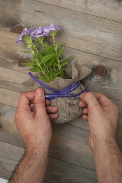 Men\'s Hands Tie Purple Bow on Flower Pot with Little Purple Flowers decorated with Burlap Fabric. Wooden Rustic Background.