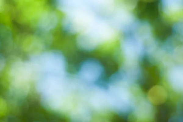 Green Abstract Defocused Natural Background of out of Focus Green TreesBlue Sky Brunch Bokeh Summer Park