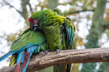 Brunch 'ta Meksika kızıl saçlı tropikal papağanlar, hayvanat bahçesi. Renkli egzotik kuşlar.