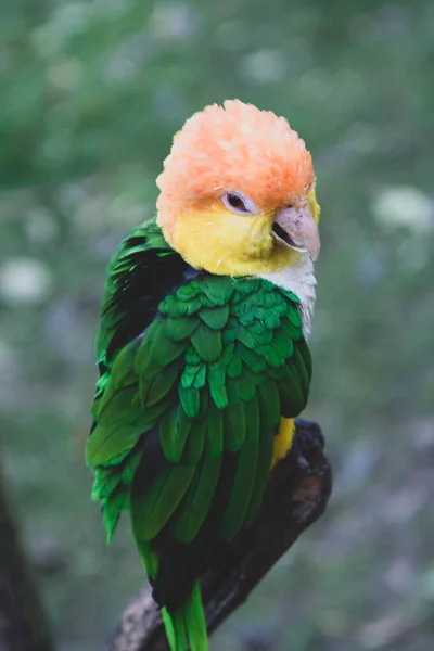 Tropical green parrot on a brunch, zoo. birds. Colorful exotic birds. — Stock Photo, Image