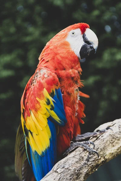 Red scarlet macaw on branch, colorful parrot bird. Wild life and animals.