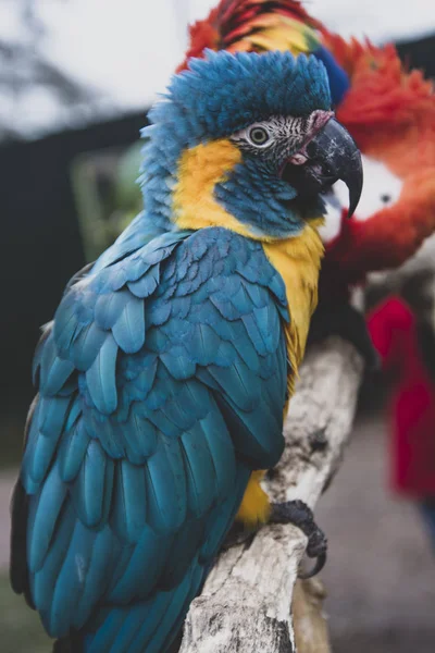 Loro guacamayo en las ramas, loros de color amarillo azul en el zoológico . —  Fotos de Stock