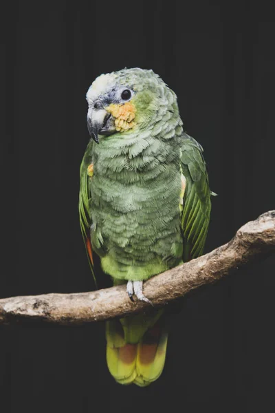 Kahvaltıda tropik papağan, hayvanat bahçesi. Kuşlar. Renkli egzotik kuşlar. — Stok fotoğraf