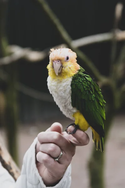 Tropisk papegoja på brunch, zoo. fåglar. Färgglada exotiska fåglar. — Stockfoto