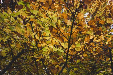 Parkta sonbahar portakalı ağacı