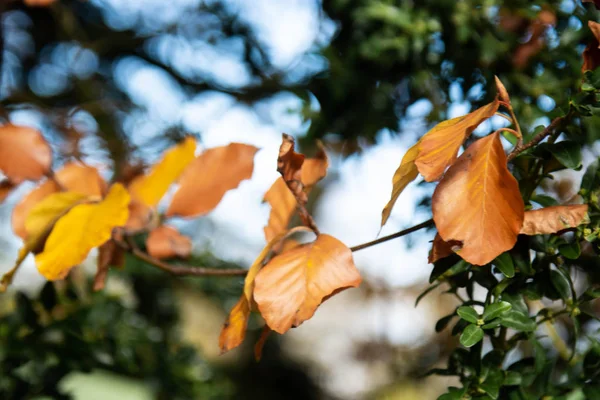 Φθινόπωρο πορτοκαλί κίτρινο φύλλα closeup, στο πάρκο. Ιστορικό φθινοπώρου. — Φωτογραφία Αρχείου