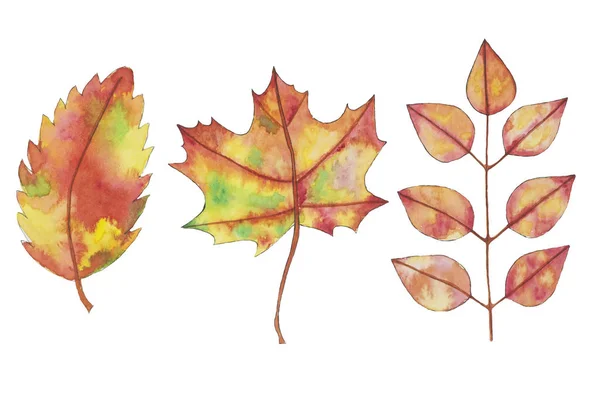 Watercolor fall, autumn yellow, orange leaves, hand drawn design elements. — 스톡 사진