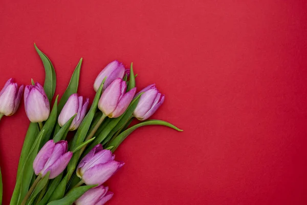 Rózsaszín vagy lila tulipán virágok vörös alapon. Felülnézet fénymásoló felülettel. Valentin-nap vagy anyák napja koncepció. — Stock Fotó