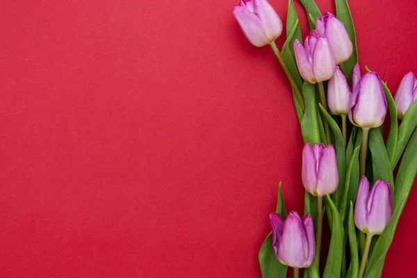 Rózsaszín vagy lila tulipán virágok vörös alapon. Felülnézet fénymásoló felülettel. Valentin-nap vagy anyák napja koncepció. — Stock Fotó