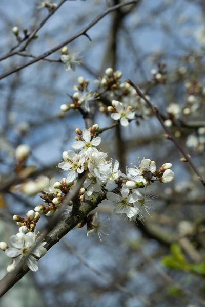 Vackra Blommande Träd Gren Vår Blomma Bakgrund Över Blå Himmel — Stockfoto