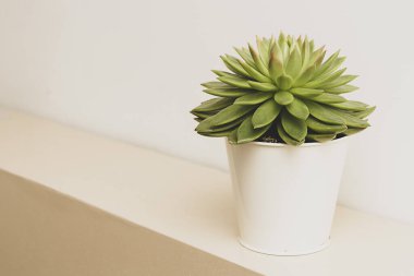Metin için kopya alanı olan sulu bitki iç dekoratif saksı çiçeği.