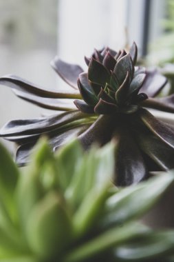 Sulu bitki iç dekoratif saksı çiçeği izole edilmiş..