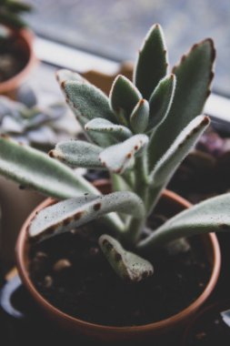 Sulu bitki iç dekoratif saksı çiçeği izole edilmiş..