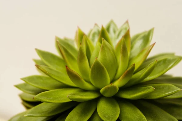 Succulent plant indoor decorative pot flower isolated.