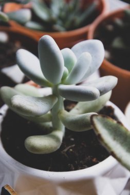 Sulu bitki iç dekoratif saksı çiçeği.