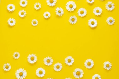 Beyaz papatya papatya çiçekleri çerçevesi, sarı arka planda, yaz yassı yatıyordu.