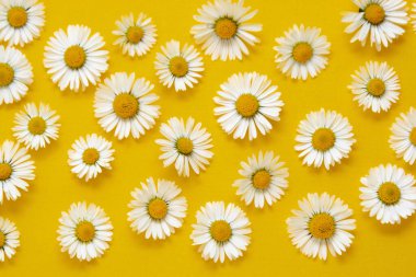 Sarı arka planda beyaz papatya çiçekleri. Soyut yaz arkaplanı. Üst görünüm.