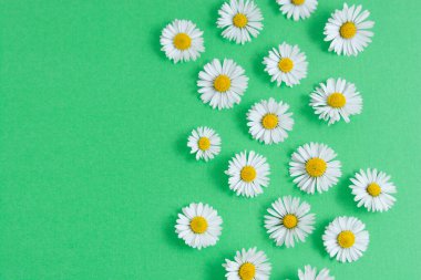 Yeşil arka planda papatya çiçekleri. Yaz, bahar düzlüğü. Metin için alanı kopyala.