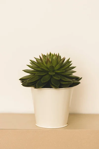 Succulent plant indoor decorative pot flower.