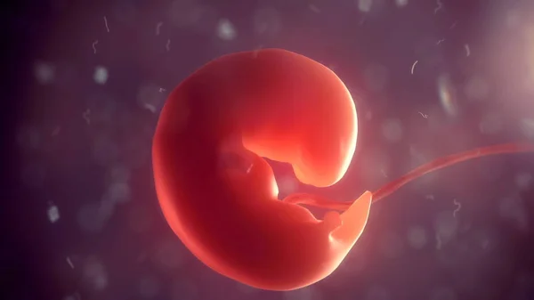 Menschlicher Embryo im Körper. 3D-Illustration — Stockfoto