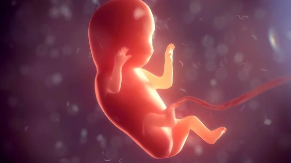 Human embryo inside body. 3d illustration — Stock Photo, Image