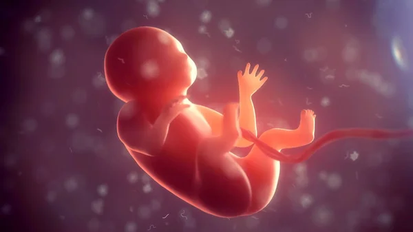 Mänskliga embryon inuti kroppen. 3D illustration — Stockfoto