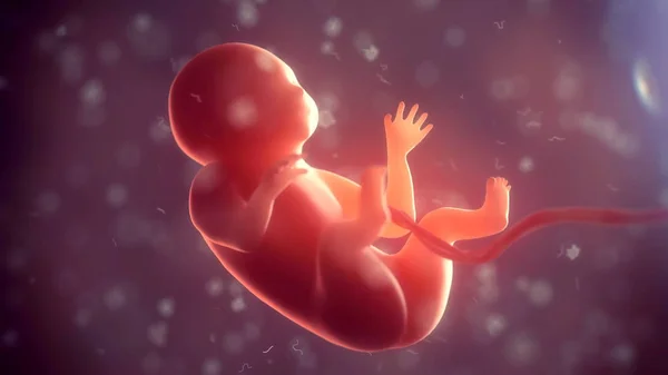 İnsan embriyo vücudun içinde. 3D çizim