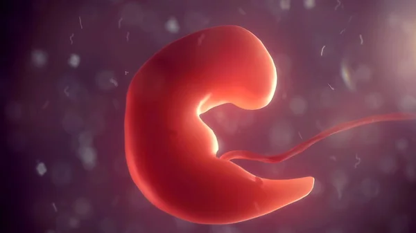 Menschlicher Embryo im Körper. 3D-Illustration — Stockfoto