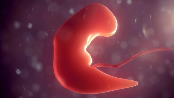 Menschlicher Embryo im Körper. 3D-Illustration — Stockfoto