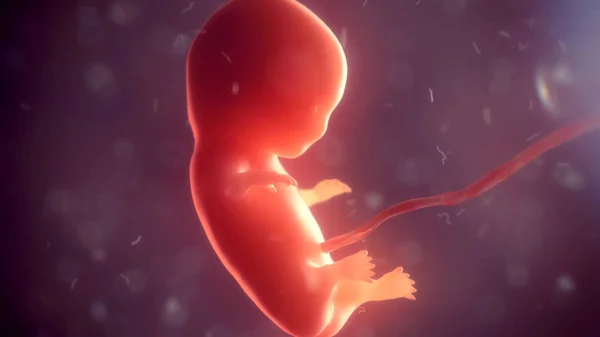 Embrione umano all'interno del corpo. Illustrazione 3d — Foto Stock