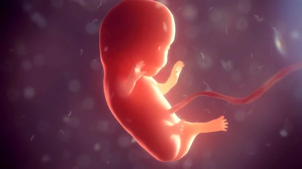 Человеческий эмбрион внутри тела. 3d иллюстрация — стоковое фото