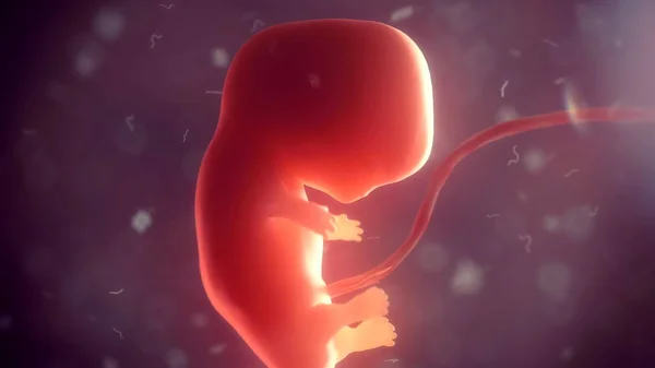 Menneskelig embryo i kroppen. 3d illustrasjon – stockfoto