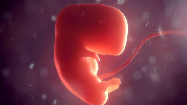 Человеческий эмбрион внутри тела. 3d иллюстрация — стоковое фото