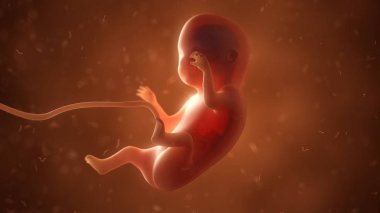 İç organlar, 3d çizim ile insan fetusu