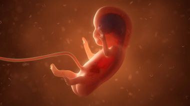 İç organlar, 3d çizim ile insan fetusu