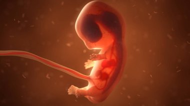 İç organlar, 3d çizim ile insan fetusu